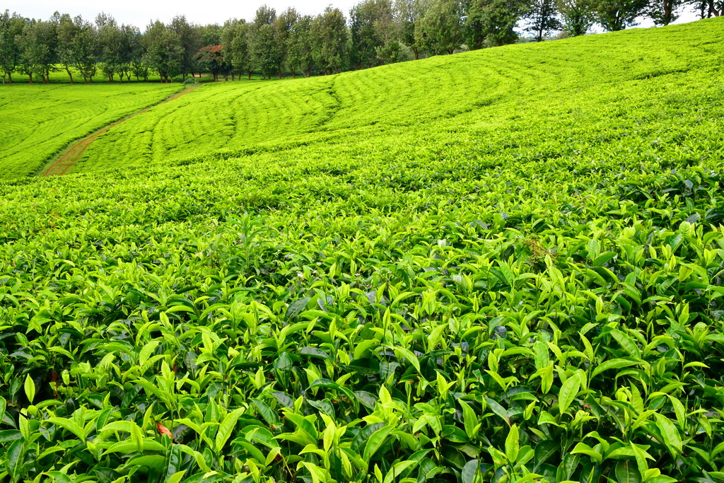 Tea Plantation (Bonga)